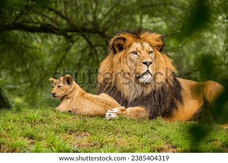 The lion is one of the "big five" in the world of wild animals and one of Africa's most iconic predators. Royalty-Free Stock Photo #2385404319