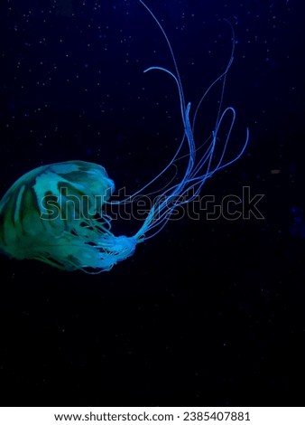 The pic of beautiful jellyfish