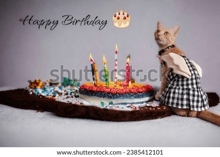 ์Adorable cat with winged dress in a happy birthday vibe