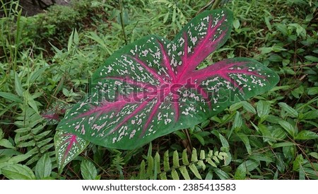 Red Star Caladium Plant (Caladium Bicolor) with Green Leaves, Pink Veins and White Spots. Species of the Arum Family (Araceae). Stunning Colorful Ornamental Foliage between the bushes