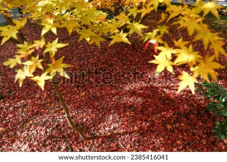 kyoto,Japan - November 27, 2017 :Autumn leaves change color at Enkoji Temple, Kyoto. The red leaves are very beautiful.
