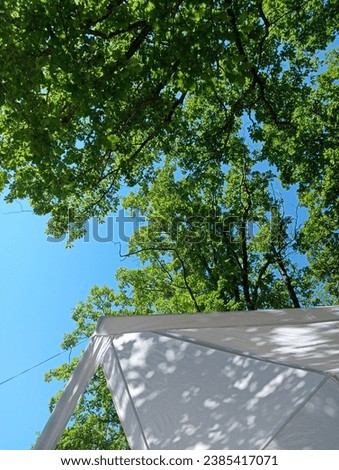 white tent on the background of oak branches in sunny weather