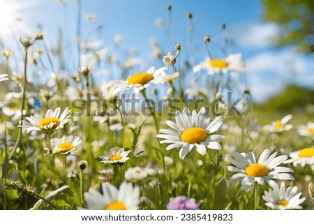 Experience the enchanting beauty of a wild flower field adorned with cornflowers and daisies Royalty-Free Stock Photo #2385419823