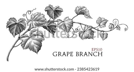 Grape branch hand drawing vintage style black and white clip art Royalty-Free Stock Photo #2385423619