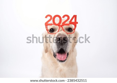 Dog wearing glasses 2024 for new year. Golden retriever for Christmas sitting on white background with red glasses. Postcard with space for text for new year with pet. Royalty-Free Stock Photo #2385432511