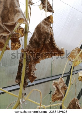 In autumn, cucumbers froze in a polycarbonate greenhouse, brown leaves and flowers are visible.