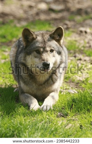 wolf gray wolf nature wild
