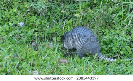 Nine-banded common armadillo Dasypus novemcinctus foraging in search for food on the grass of a verdant mountain meadow in Curi Cancha Nature Reserve - Puntarenas Province in Costa Rica
