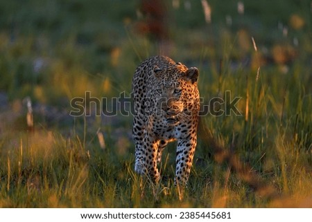 Leopard, Panthera pardus shortidgei, nature habitat, big wild cat in the nature habitat, sunny day on the savannah Zambia in Africa. Wildlife nature. Africa wildlife. Leopard sunset walk. 