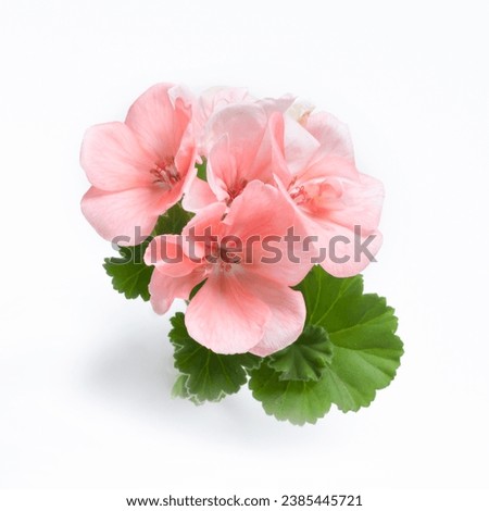 Pink geranium flower blossoms with green leaves isolated on white background, geranium flower template concept. Close up view Royalty-Free Stock Photo #2385445721