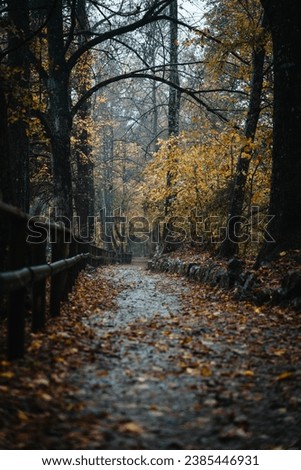 Moody blue hour atmosphere in the forest during a rainy autumnal day at Lake Cei, in the Northern Italy Royalty-Free Stock Photo #2385446931