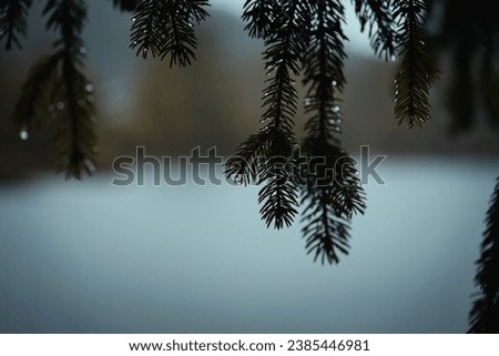 Closeup picture of some pine branches during a moody and rainy autumnal day in the Northern Italy, at blue hour