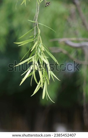 Weeping Willow green leaves background