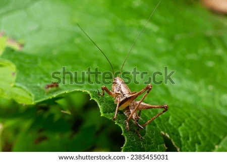 Natural closeup on a sub-adult dark bush-cricket, Pholidoptera griseoaptera sitting on a green leaf. Royalty-Free Stock Photo #2385455031