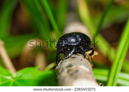 Earth boring dung beetles, Anoplotrupes stercorosus. Royalty-Free Stock Photo #2385455071