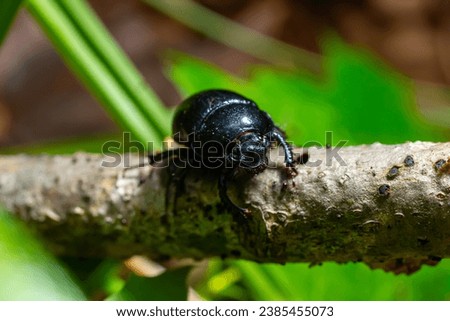 Earth boring dung beetles, Anoplotrupes stercorosus. Royalty-Free Stock Photo #2385455073