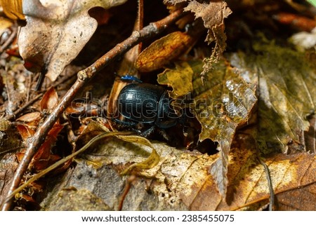 Earth boring dung beetles, Anoplotrupes stercorosus. Royalty-Free Stock Photo #2385455075