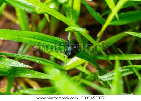 Earth boring dung beetles, Anoplotrupes stercorosus. Royalty-Free Stock Photo #2385455077