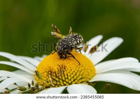 White spotted rose beetle: A Beneficial Insect for Pollination and Organic Recycling. Oxythyrea funesta. Royalty-Free Stock Photo #2385455085