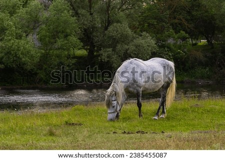 A beautiful white grey horse stays calm grazing on green grass field or pasture, its ears up and head down. Rural landscape background. Royalty-Free Stock Photo #2385455087