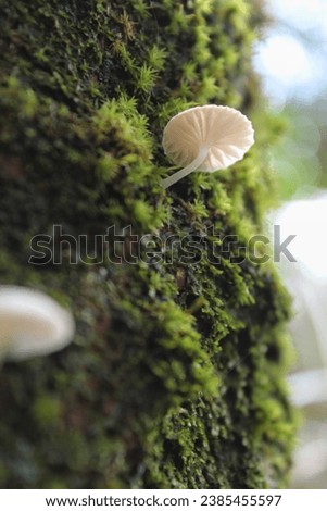 Fungi are living creatures that belong to the Fungi kingdom, do not have chlorophyll and are heterotrophs. Fungi reproduce through spores. Royalty-Free Stock Photo #2385455597