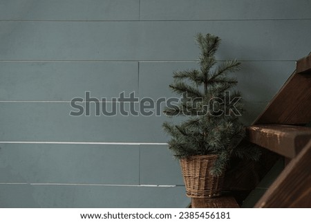 Decorative fir tree in rattan flowerpot on wooden stairs in front of dusty blue wall. Minimalist Christmas floral decoration
