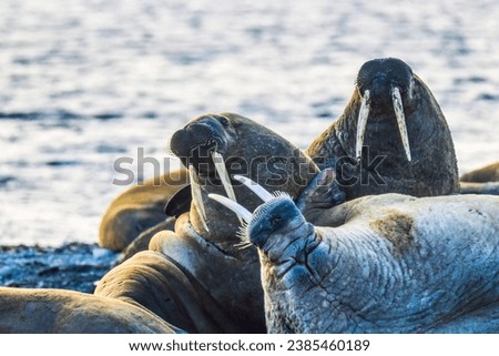Walrus lying on a beach at the water's edge
