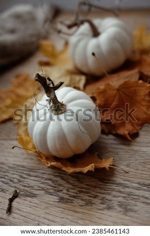 white pumpkin on a maple leaf. White pumpkins. Autumn minimal concept. cozy autumn concept.Thanksgiving or Halloween concept.