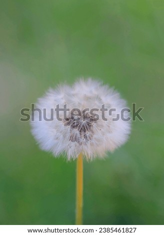 Experience the enchanting beauty of a dandelion up close in this captivating portrait. Delicate filaments and fluffy seed puffs are showcased in exquisite detail.