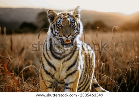 Angry south china tiger standing 
