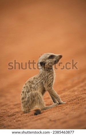 Baby Meerkat sitting and looking in the distance