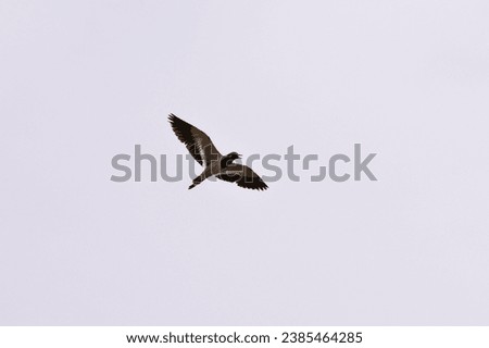 A point of view on flying red-wattled lapwing in plain sky during the summer in India Royalty-Free Stock Photo #2385464285