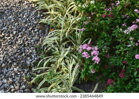 Chlorophytum comosum, Pentas lanceolata and butterflies in the garden