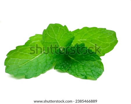 closeup mint leaf. Fresh mint  Macro Mint green leaves isolated on white background. Png file transparency 