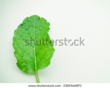closeup mint leaf. Fresh mint  Macro Mint green leaves isolated on white background. Png file transparency 