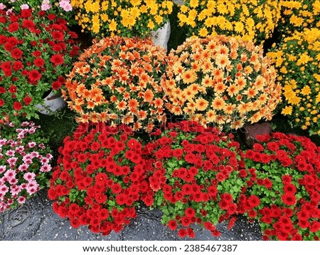 picture of selling beautiful colorful blooming flowers called chrysanthemus or mums. celebrating all saints day. november 1. christian holidays. Souls.