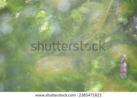 close up view of green moss inside river