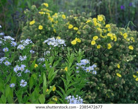 European Michaelmas daisy. Aster amellus, blooming in a garden in autumn, old perennial plant Royalty-Free Stock Photo #2385472677