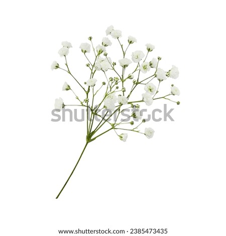 Twig of gypsophila flowers isolated on white Royalty-Free Stock Photo #2385473435