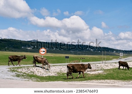 Herd of brown cows crosses the road going to a green pasture