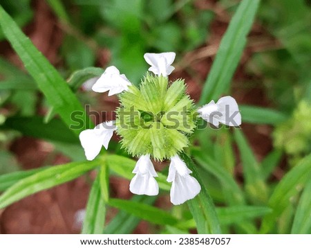 Thumbai flowers on the plant - Nature's delicate beauty in full bloom. Royalty-Free Stock Photo #2385487057