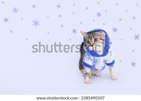 Tiny kitten looking away. Beautiful web banner with copy space. Kitten wearing white blue hooded sweater on a white background. Pet care concept. Starry sky. Snowflake. Cat ready for cold winter