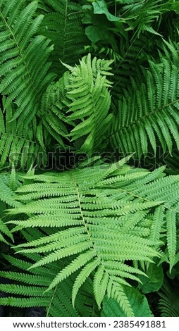 Photo of fern leaves from above