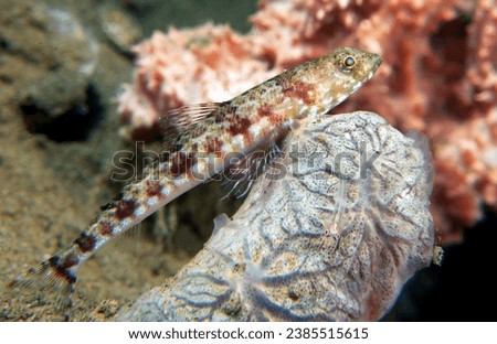 A sand Lizardfish resting on rocks Dauin Philippines