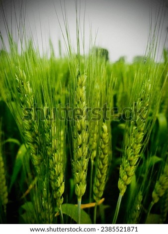  Lush Green Wheat Field Photography
Captivating photograph featuring a lush green wheat field. This image is a visual celebration of the rich, vibrant, and bountiful beauty of nature's bounty.
