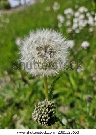 dandelionseed at autum in Lappland Royalty-Free Stock Photo #2385523653