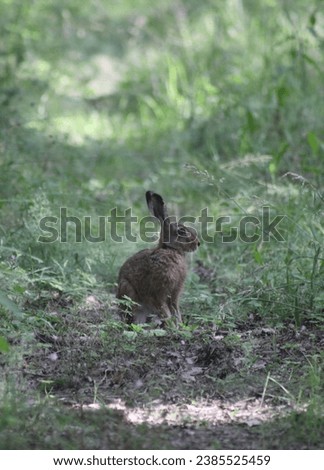 Wild hare animal or cute rabbit animal sitting on the grass in the nature in the middle of a green fresh forest