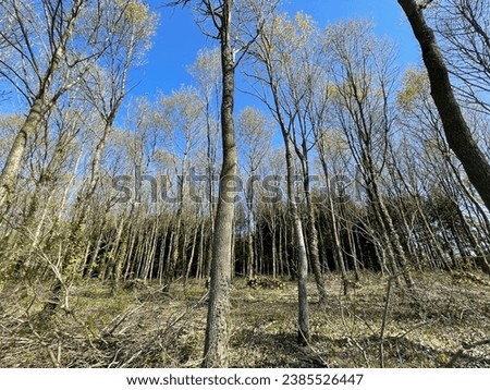 Walking inside a wild forest or woods with trees that have been cut as logs and piled on the ground in the nature by a nice sunny weather with blue sky