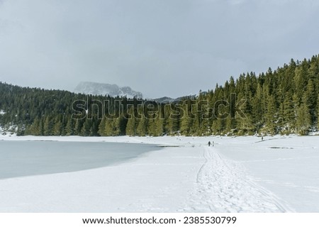 Spruce forest. Snow. Snow clouds. Durmitor National Park. Montenegro. High quality photo