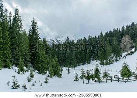 Spruce forest. Snow. Snow clouds. Durmitor National Park. Montenegro. High quality photo